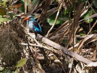 Blue-breasted Kingfisher (Halcyon malimbica)