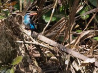 Blue-breasted Kingfisher (Halcyon malimbica)