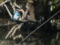 Blue-breasted Kingfisher (Halcyon malimbica)