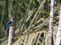 Woodland Kingfisher (Halcyon senegalensis)