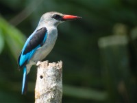 Woodland Kingfisher (Halcyon senegalensis)