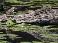 Striated Heron (Butorides striata)