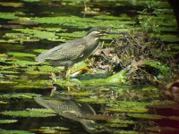 Striated Heron (Butorides striata)