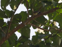 Yellow-spotted Barbet (Buccanodon duchaillui)
