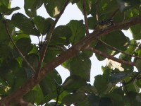 Yellow-spotted Barbet (Buccanodon duchaillui)