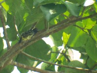 Yellow-spotted Barbet (Buccanodon duchaillui)