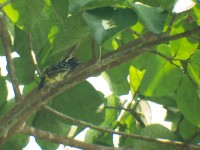 Yellow-spotted Barbet (Buccanodon duchaillui)