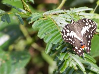 Butterfly Ankasa NP