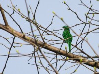 African Emerald Cuckoo (Chrysococcyx cupreus)