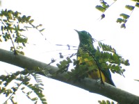 African Emerald Cuckoo (Chrysococcyx cupreus)
