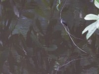 Cassin's Flycatcher (Muscicapa cassini)