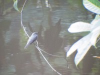 Cassin's Flycatcher (Muscicapa cassini)