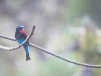Black Bee-eater (Merops gularis)