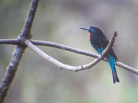 Black Bee-eater (Merops gularis)