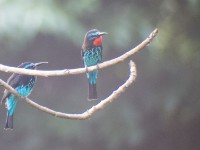Black Bee-eater (Merops gularis)