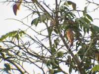 African Shrike-flycatcher (Megabyas flammulatus)