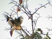African Shrike-flycatcher (Megabyas flammulatus)