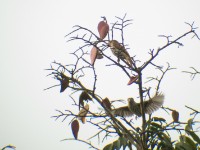 African Shrike-flycatcher (Megabyas flammulatus)