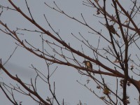 Swamp Palm Bulbul (Thescelocichla leucopleura)