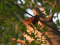 Finsch's Rufous Thrush (Stizorhina finschi)
