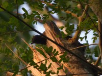 Finsch's Rufous Thrush (Stizorhina finschi)