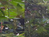 Yellow-browed Camaroptera (Camaroptera superciliaris)