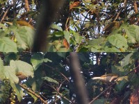 Honeyguide Greenbul (Baeopogon indicator)