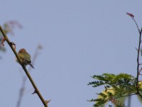 White-throated Bee-eater (Merops albicollis)