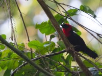 Crested Malimbe (Malimbus malimbicus)