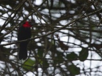 Crested Malimbe (Malimbus malimbicus)