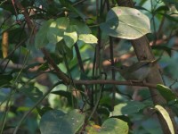 Grey Longbill (Macrosphenus concolor)