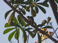 Yellow-throated Cuckoo (Chrysococcyx flavigularis)