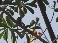 Yellow-throated Cuckoo (Chrysococcyx flavigularis)