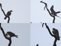 Peregrine Falcon (Falco peregrinus)
