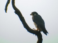 Peregrine Falcon (Falco peregrinus)