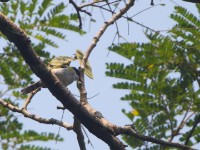 Black-capped Apalis (Apalis nigriceps)
