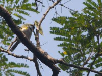Black-capped Apalis (Apalis nigriceps)