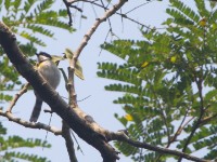 Black-capped Apalis (Apalis nigriceps)