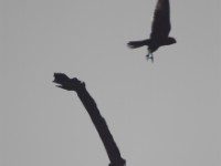 Grey Kestrel (Falco ardosiaceus)