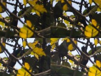 Johanna's Sunbird (Cinnyris johannae)