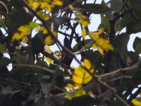 Johanna's Sunbird (Cinnyris johannae)