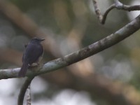 Dusky-blue Flycatcher (Muscicapa comitata)