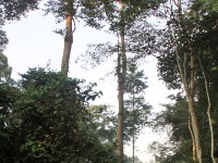 Bobiri Forest
