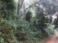 Bobiri Forest