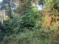 Bobiri Forest
