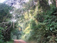 Bobiri Forest