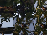 Red-billed Helmetshrike (Prionops caniceps)