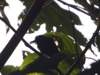 African Piculet (Sasia africana)