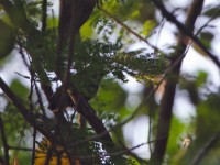 African Piculet (Sasia africana)