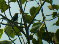 Forest Wood Hoopoe (Phoeniculus castaneiceps)